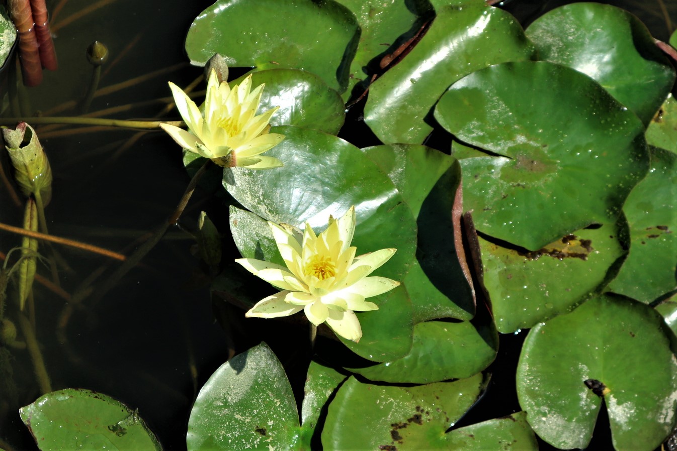 松本城6月の花 キミガヨラン・スイレン | 新まつもと物語